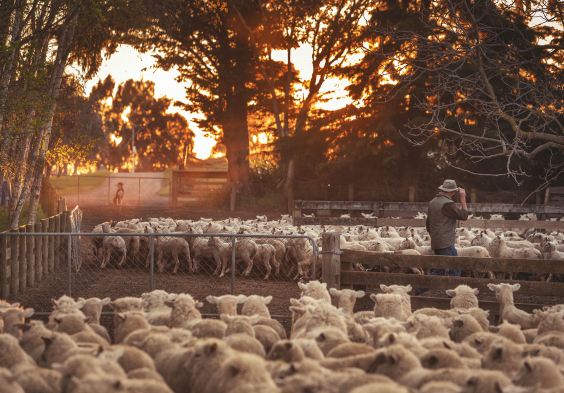 Dog Point Sheep in yards with Nick