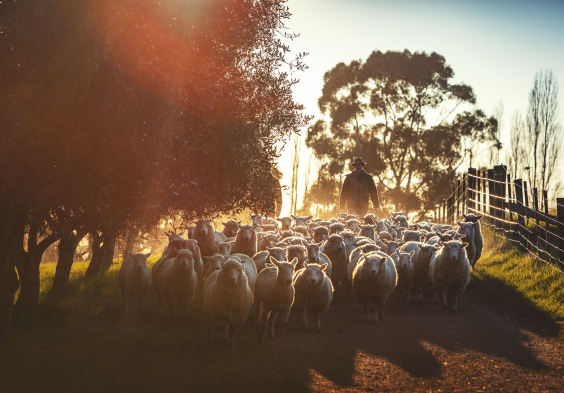 Dog Point Sheep moving through property