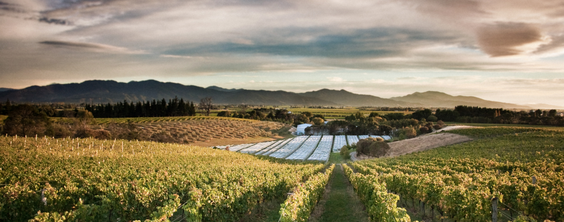 Weite, hügelige Weinberge unter dramatischem Himmel bei Sonnenuntergang.