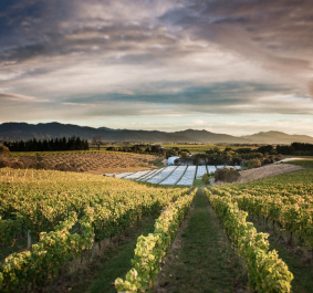 Weite, hügelige Weinberge unter dramatischem Himmel bei Sonnenuntergang.