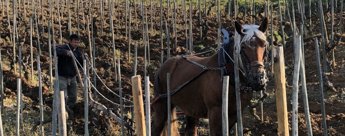 Mann mit Pferd pflügt steilen Weinberg, umgeben von jungen Rebstöcken.