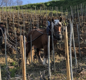 Mann mit Pferd pflügt steilen Weinberg, umgeben von jungen Rebstöcken.