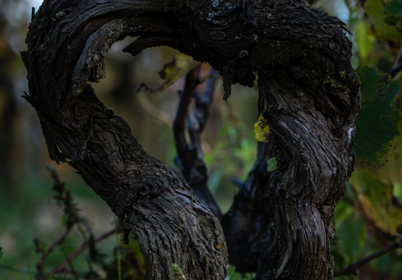 Domaine de Chene Vert 5