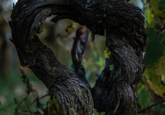 Domaine de Chene Vert 5