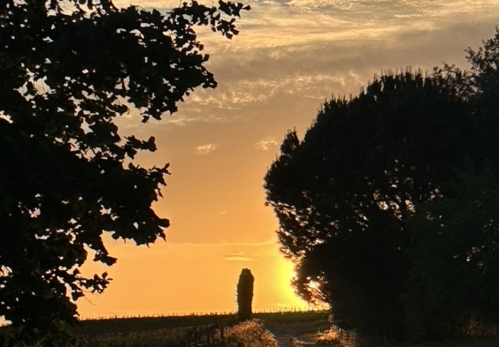Domaine de la Garreliere Sonnenuntergang