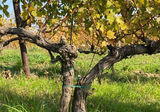 Doppelstock c Christian Tschida