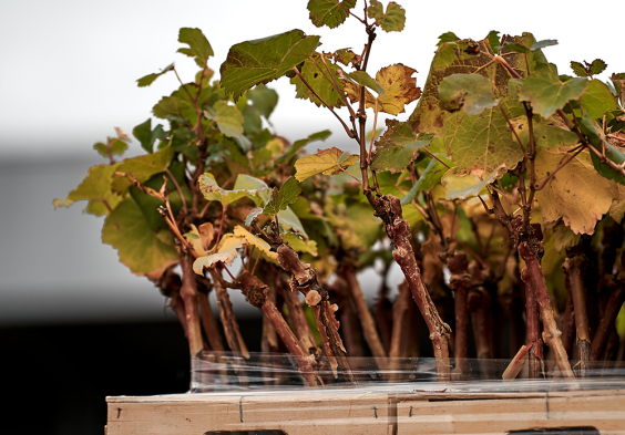 Duval Leroy Setzlinge