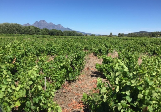 Eikehof 1902 Semillon