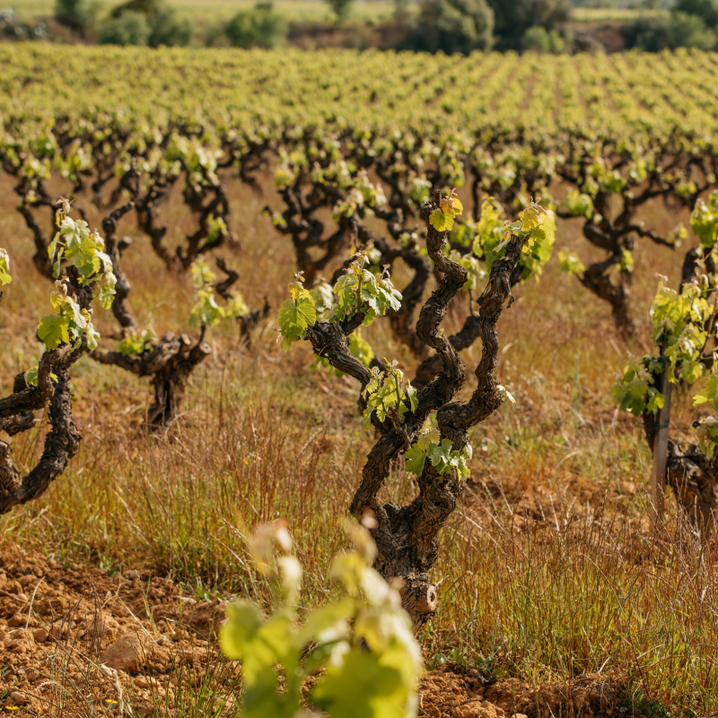Familia Torres Clos Ancestral