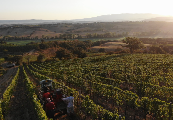 Fattoria Le Pupille Ginevra Gentili (2)