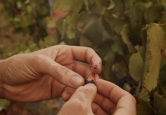 Fattoria Le Pupille Ginevra Gentili
