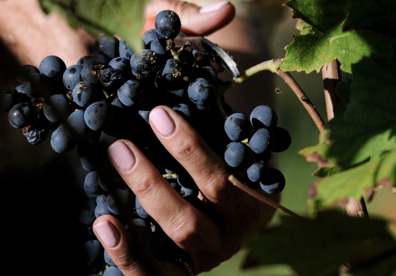 Fattoria Le Pupille NAN 9287 00010