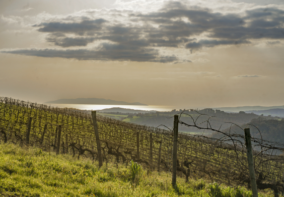 Fattoria Le Pupille Saffredi