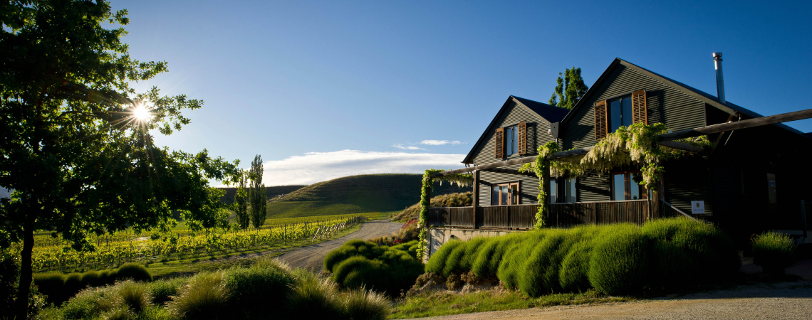 Modernes Landhaus mit grüner Fassade in malerischer Weinberglandschaft bei Sonnenuntergang.