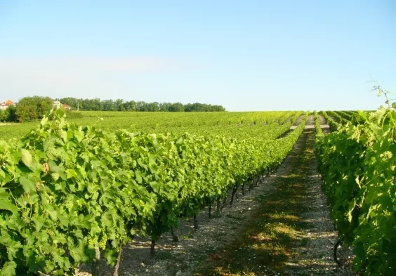 Fillioux (15)