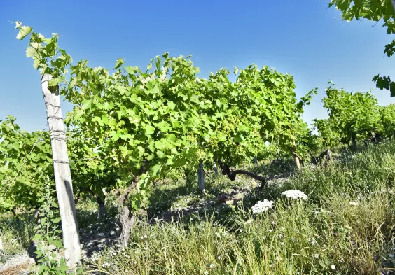 Fillioux (4)
