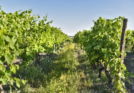 Fillioux (7)
