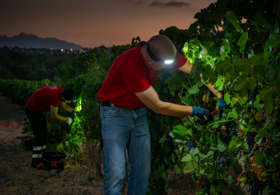 Finca Espiells Nachtlese