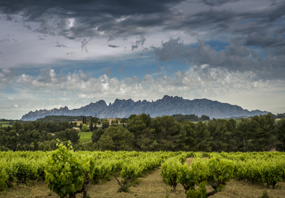 Finca Espiells Weingarten Landschaft