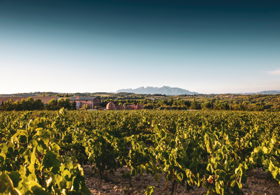 Finca Espiells Weingarten Weingut