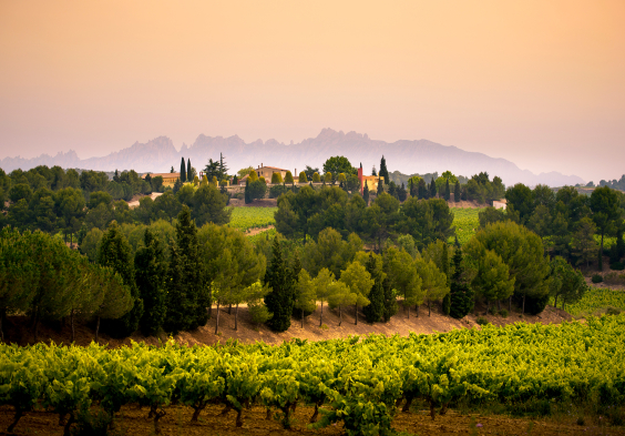 Finca Espiells Weingut Weingarten