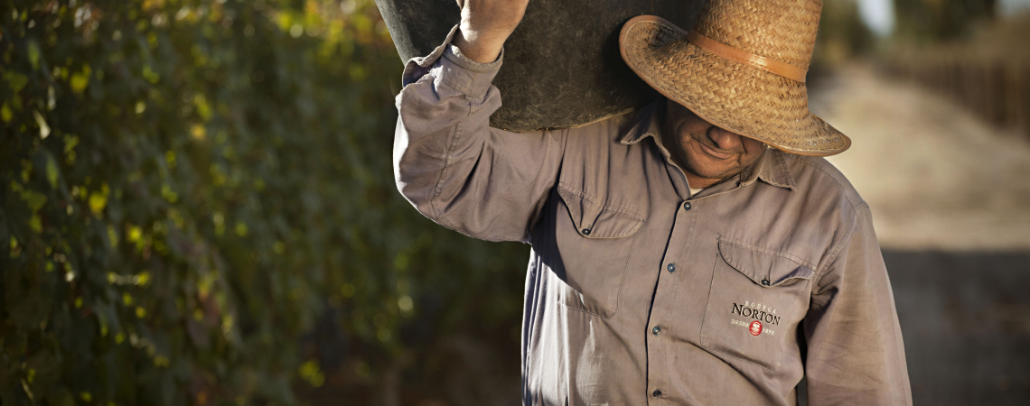 Mann mit Strohhut trägt Eimer voller Trauben auf einer sonnigen Weinplantage.