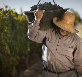 Mann mit Strohhut trägt Eimer voller Trauben auf einer sonnigen Weinplantage.
