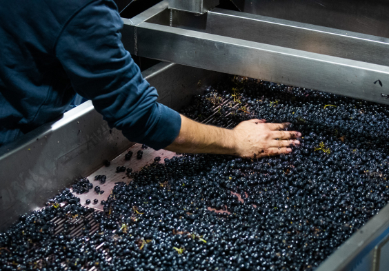 Georg Schneider (11)