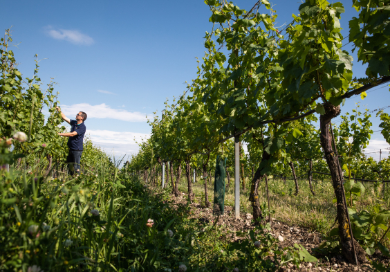 Georg Schneider (12)