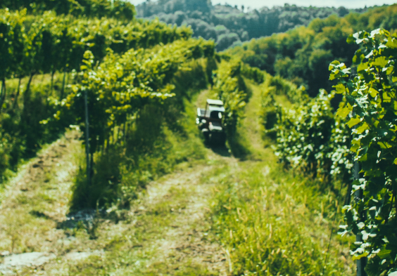 Gross&Gross FLEIN ERNTE 011 C Lupi Spuma