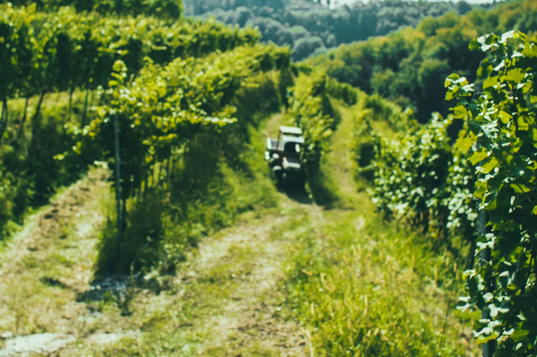 Weinlese mit Trauben im Vordergrund und sonnigen Weinbergen im Hintergrund.