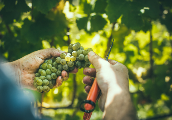 Gross&Gross FLEIN ERNTE 029 C Lupi Spuma