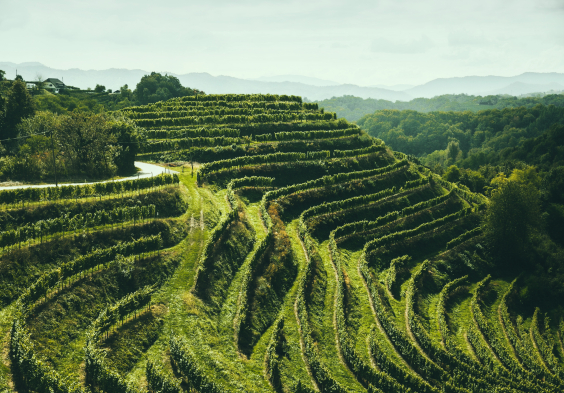 Gross&Gross FLEIN ERNTE 060 C Lupi Spuma