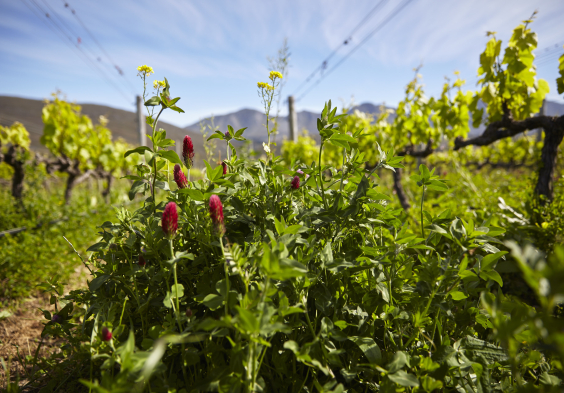 Hamilton Russell Vineyards Cover Crop