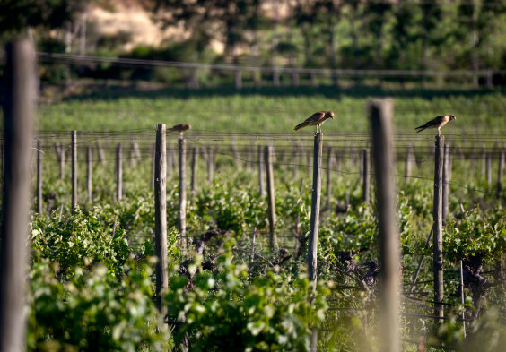 Haras de Pirque (10)