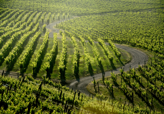 Haras de Pirque (11)