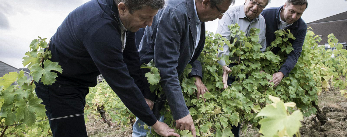 Vier Männer inspizieren Reben in einem Weinberg bei bewölktem Himmel.