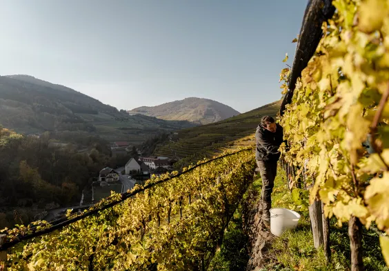 Hoegl Wachau (c)Martina Siebenhandl 145