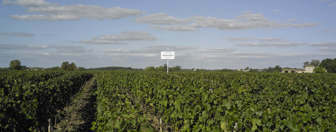 Weinberg unter klarem Himmel mit einem Hinweisschild in der Mitte.