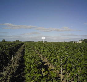 Weinberg unter klarem Himmel mit einem Hinweisschild in der Mitte.