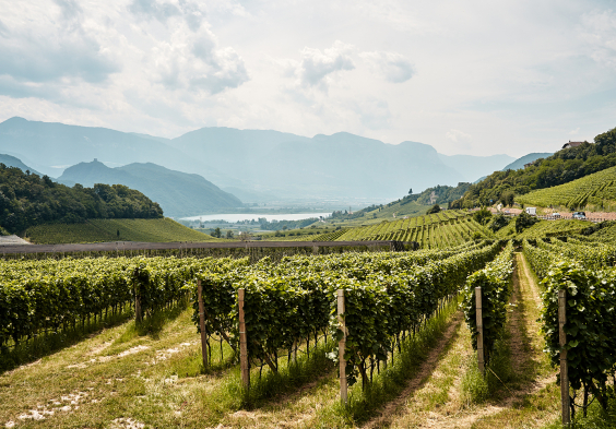 J. Hofstaetter 2022 Weingarten