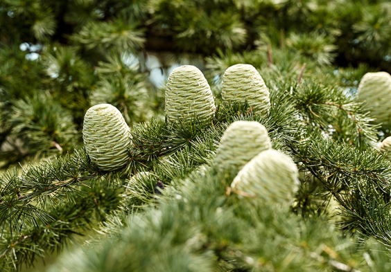 J. Hofstaetter 2022 Baum