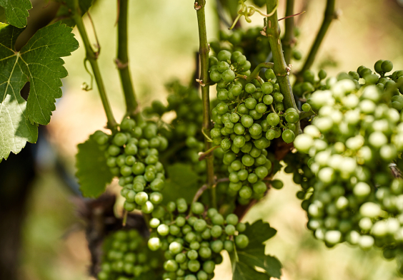 J. Hofstaetter 2022 Trauben