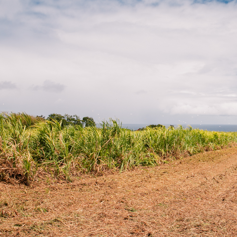 J.M Rhum Rohrzucker Ernte