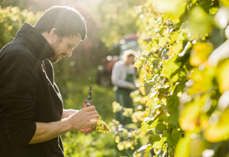 Mann erntet Trauben im sonnigen Weinberg, mit unscharfem Hintergrund.