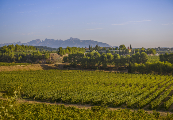 Juve y Camps – Casa Vella J.Elias 9.14 16