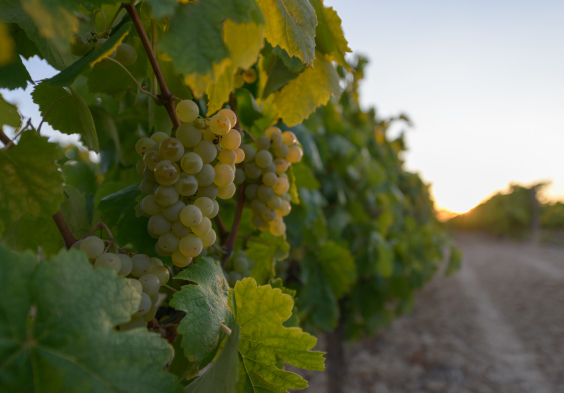 Juve y Camps – Verema J.Elias (1)