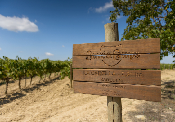 Juve y Camps – Verema J.Elias (2)