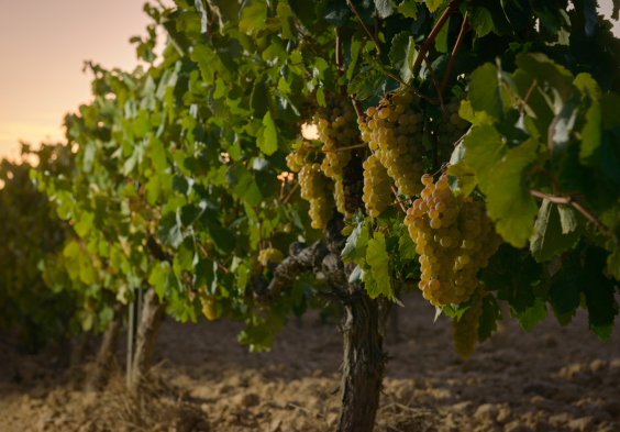 Juve y Camps – Verema J.Elias (3)