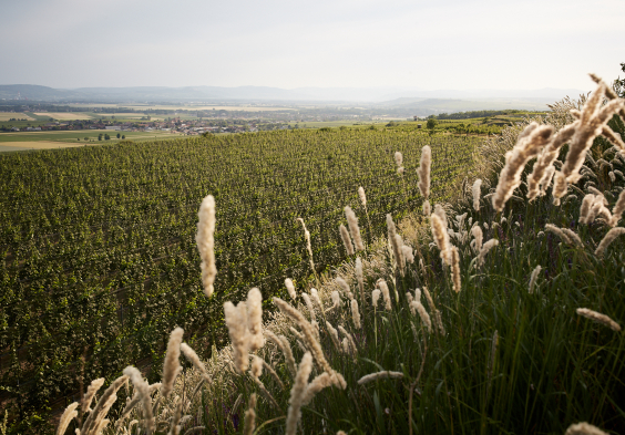 KVP ott freigabe sozialemedien 036